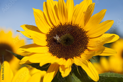 Fototapeta Naklejka Na Ścianę i Meble -  Sunflower with bee
