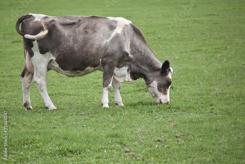 cow grazing in field