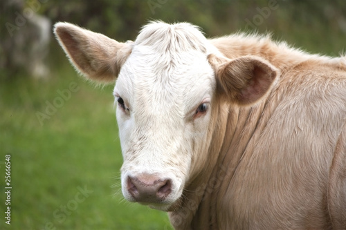 cow portrait © theclarkester