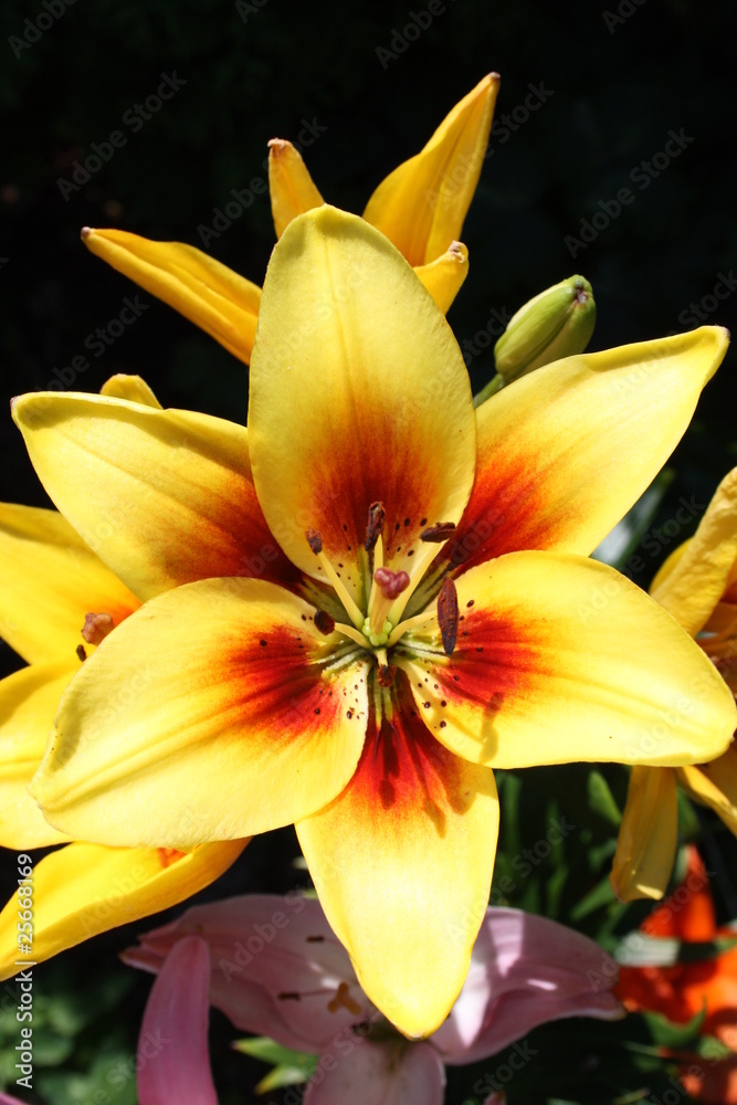 Obraz premium gelbe lilie