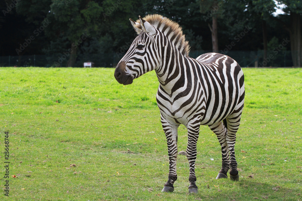 Zebra