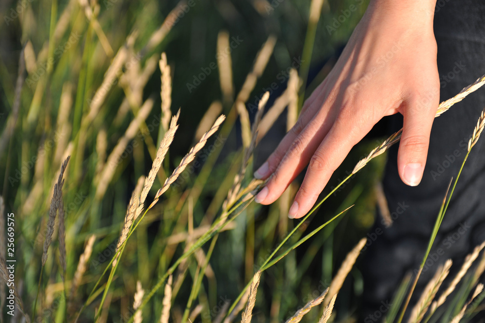 Obraz premium Céréales