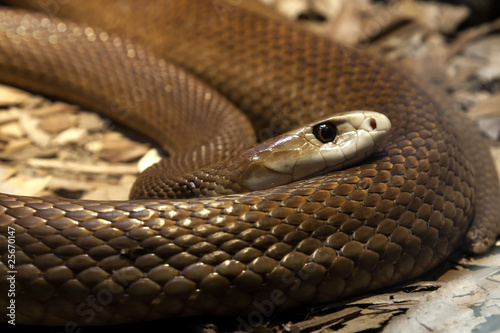 Taipan photo