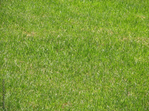 Green green grass