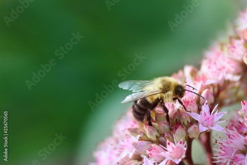 Bee And Flowers © Jennifer Bunn
