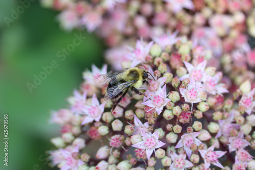 Bee On Pink Flowers