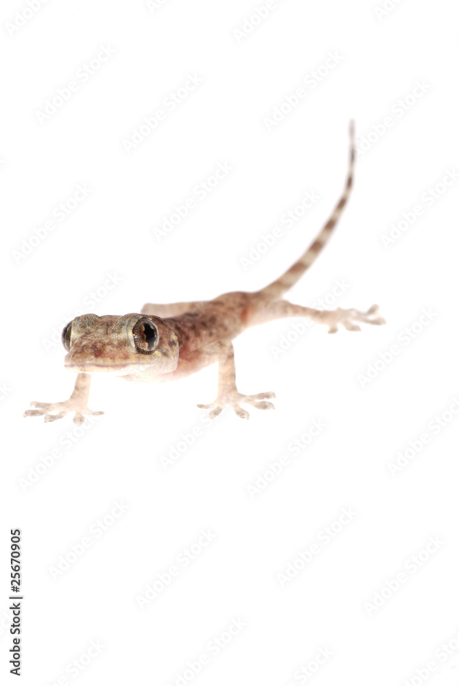 Fototapeta premium animal chinese gecko