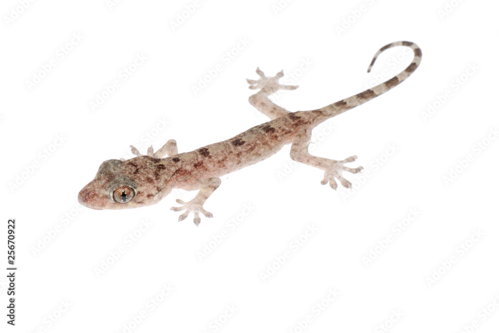 Fototapeta premium animal chinese gecko