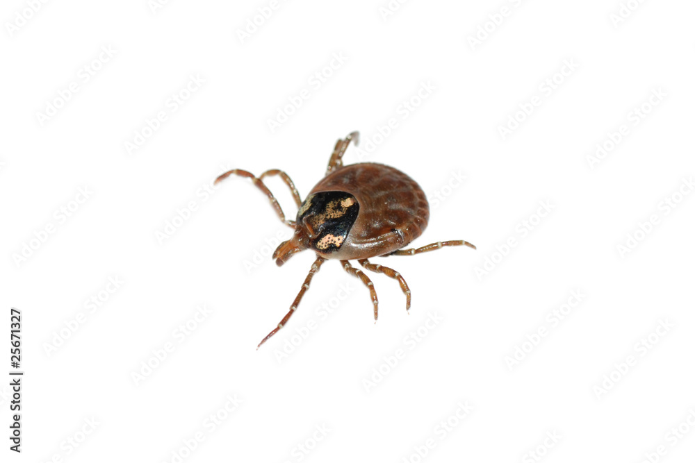 parasite tick