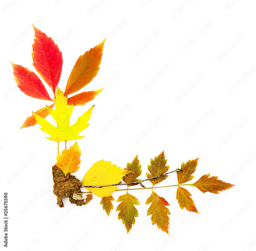 Autumn frame corner / beautiful real leaves / isolated on white