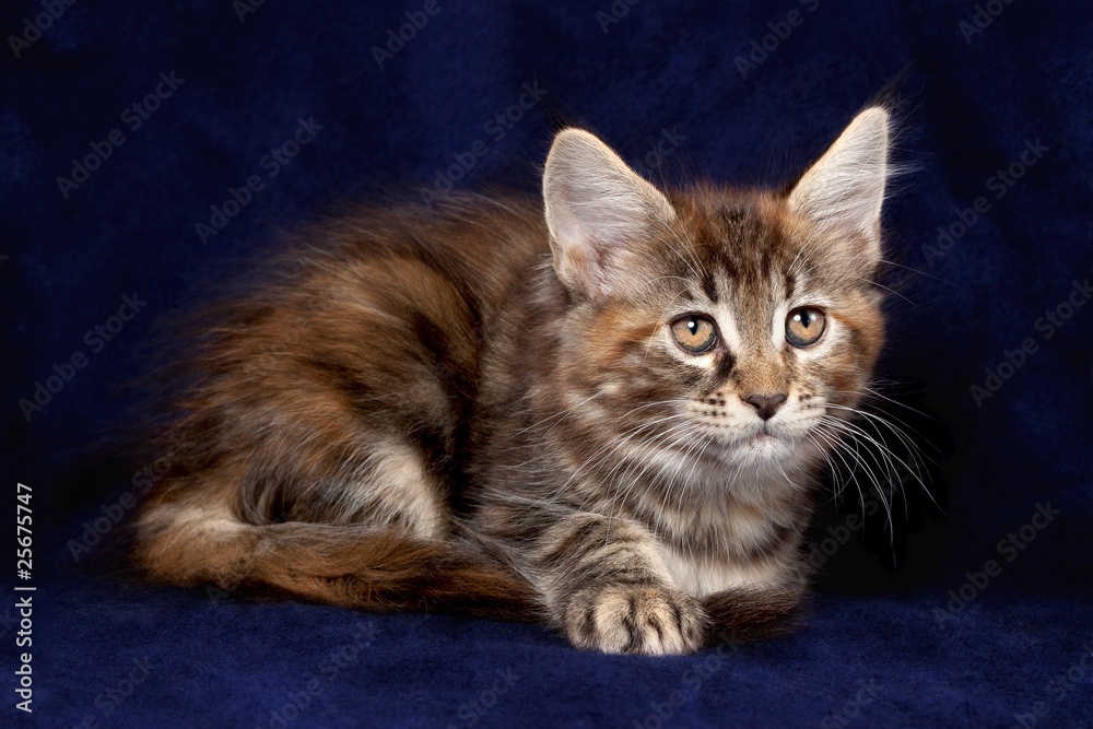 Fototapeta premium Beautiful little kittens