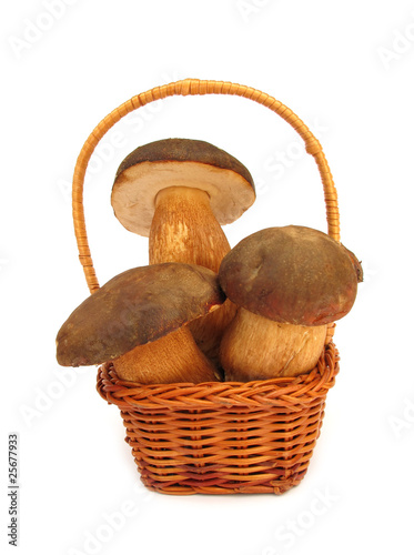 Boletus edulis porcini mushroom
