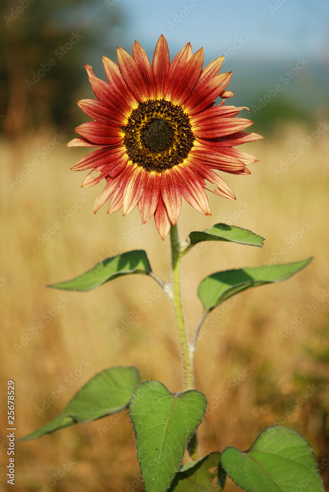 Obraz premium Sunflower