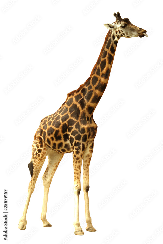 Giraffe isolated on white background