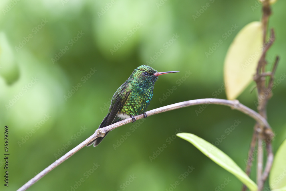 Canivet's Emerald (Chlorostilbon canivetii), male hunningbird Canivet's Emerald (Chlorostilbon canivetii), male hunningbird