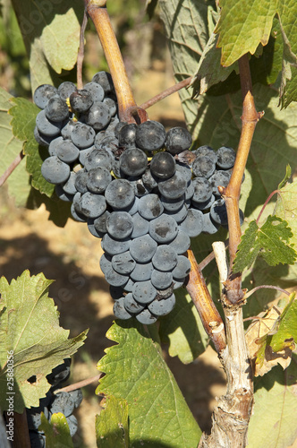 grappe raisin rouge photo