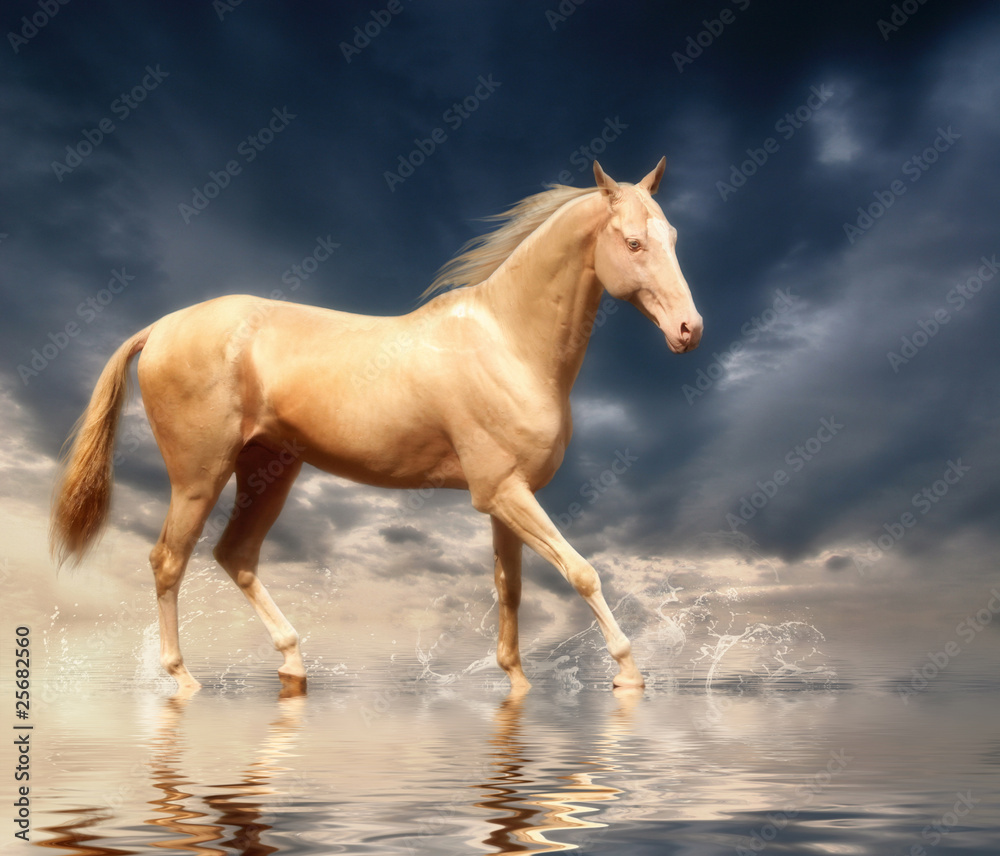 Obraz premium Cremello stallion Akhal-Teke in water