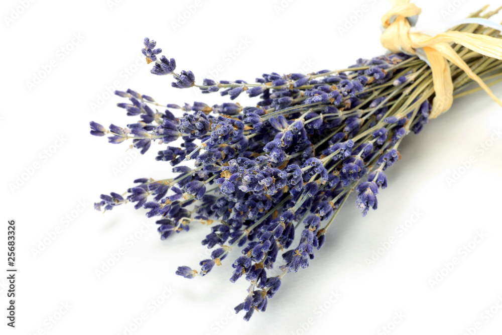 Fototapeta premium lavender