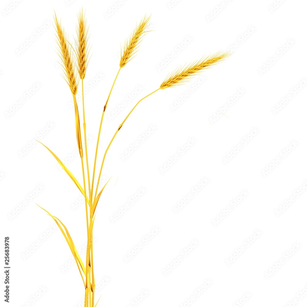 blé