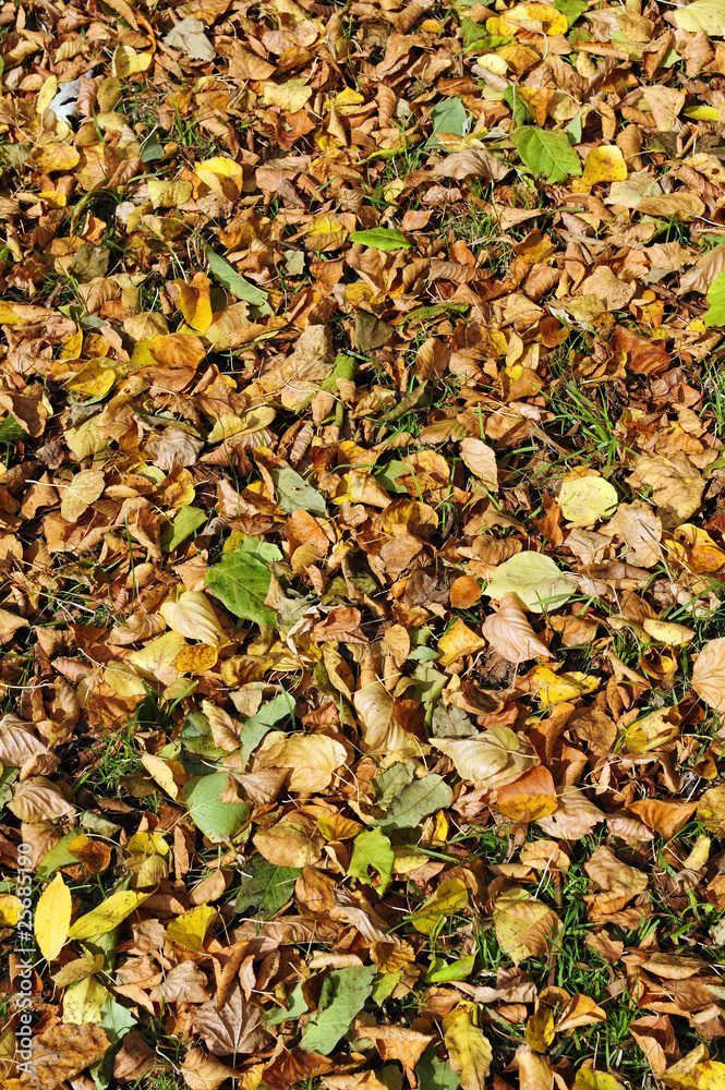 herbst herbst