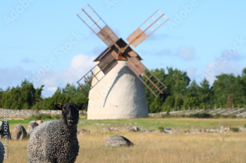 Obraz na płótnie Schwarzes Schaf auf Gotland