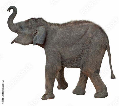 Elefantenbaby freigestellt mit Beschneidungspfad © Digitalpress