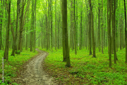 green forest