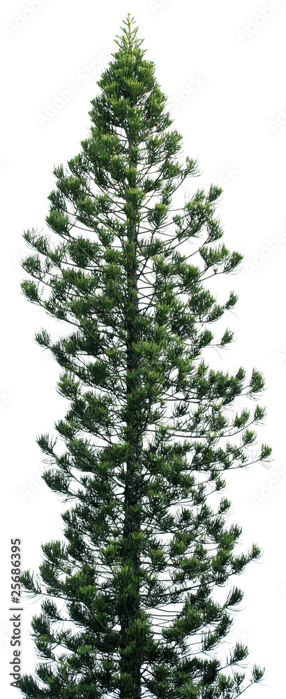 araucaria, conifère, araucaria heterophylla, fond blanc