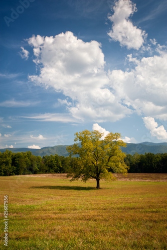 Lonely Oak Tree Landscape In Cades Cove Hay Field