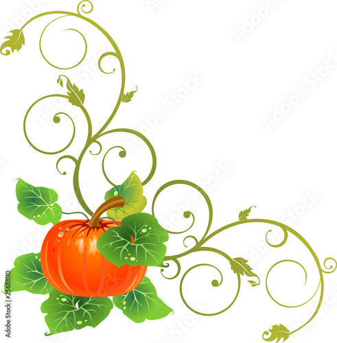 Zucca fondo bianco