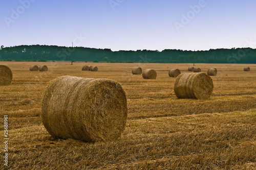 hay rolls in field