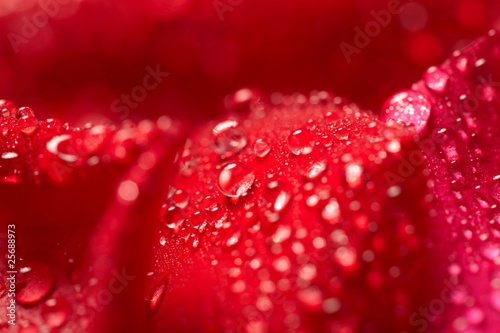 red rose  drop water