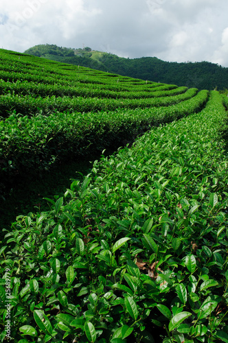 Green tea field, Chiangrai,Thailand