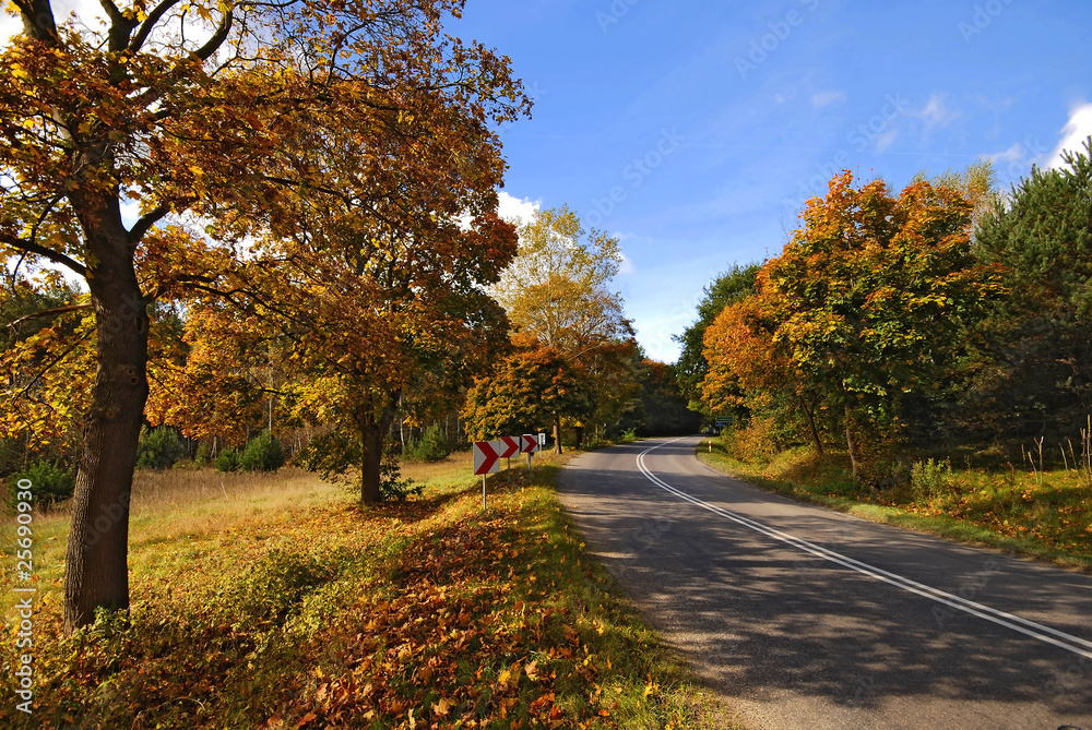 road with autumn