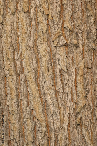 Obraz na płótnie elm bark w salonie