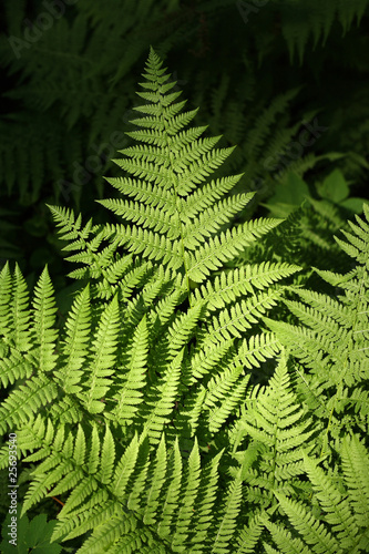 A leaf of fern