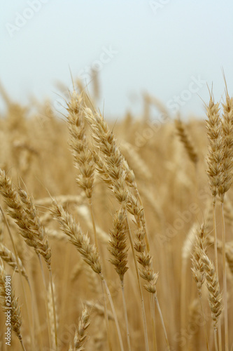 A field of ripe weat photo