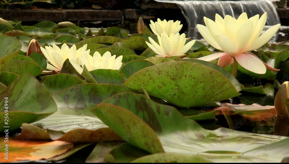 sérénité du lotus
