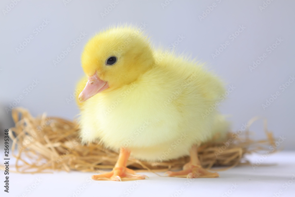 ducklings ducklings