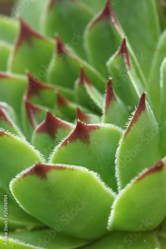 Houseleek flower
