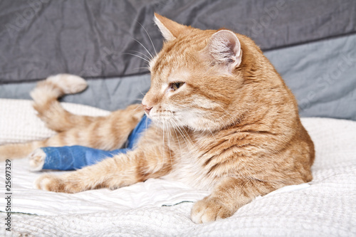 Ginger cat with broken leg