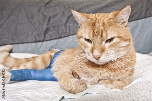 Ginger cat with broken leg