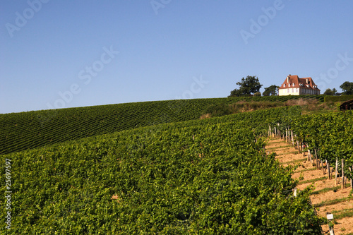Vignoble de Madiran