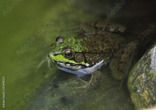 Common water frog in a pond
