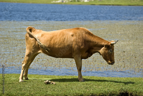 Corsica, mucca sulla riva del Lago di Nino 2 © maurosessanta