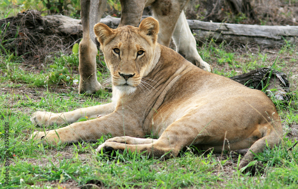 Lion Lion