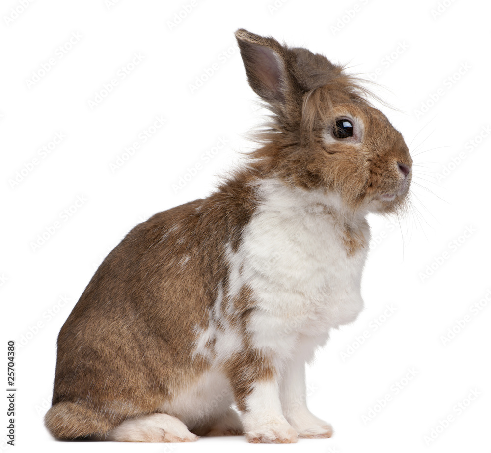 Obraz premium Portrait of a European Rabbit, Oryctolagus cuniculus, sitting