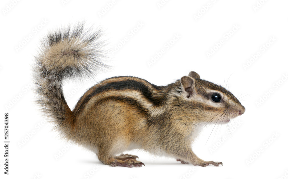 Fototapeta premium Siberian chipmunk, Euamias sibiricus, standing
