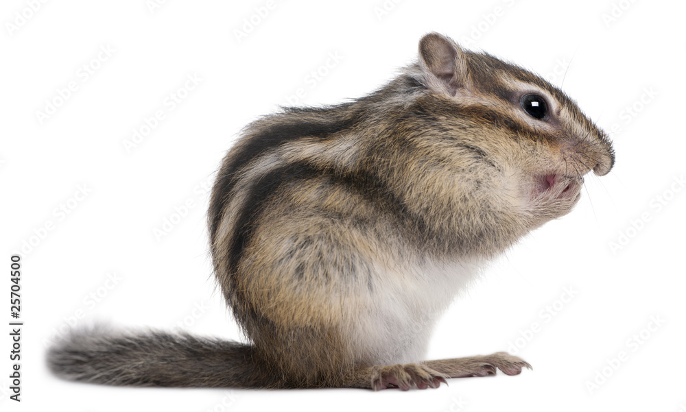 Obraz premium Siberian chipmunk, Euamias sibiricus