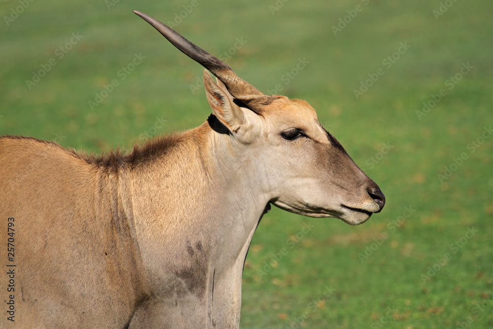 Eland antelope